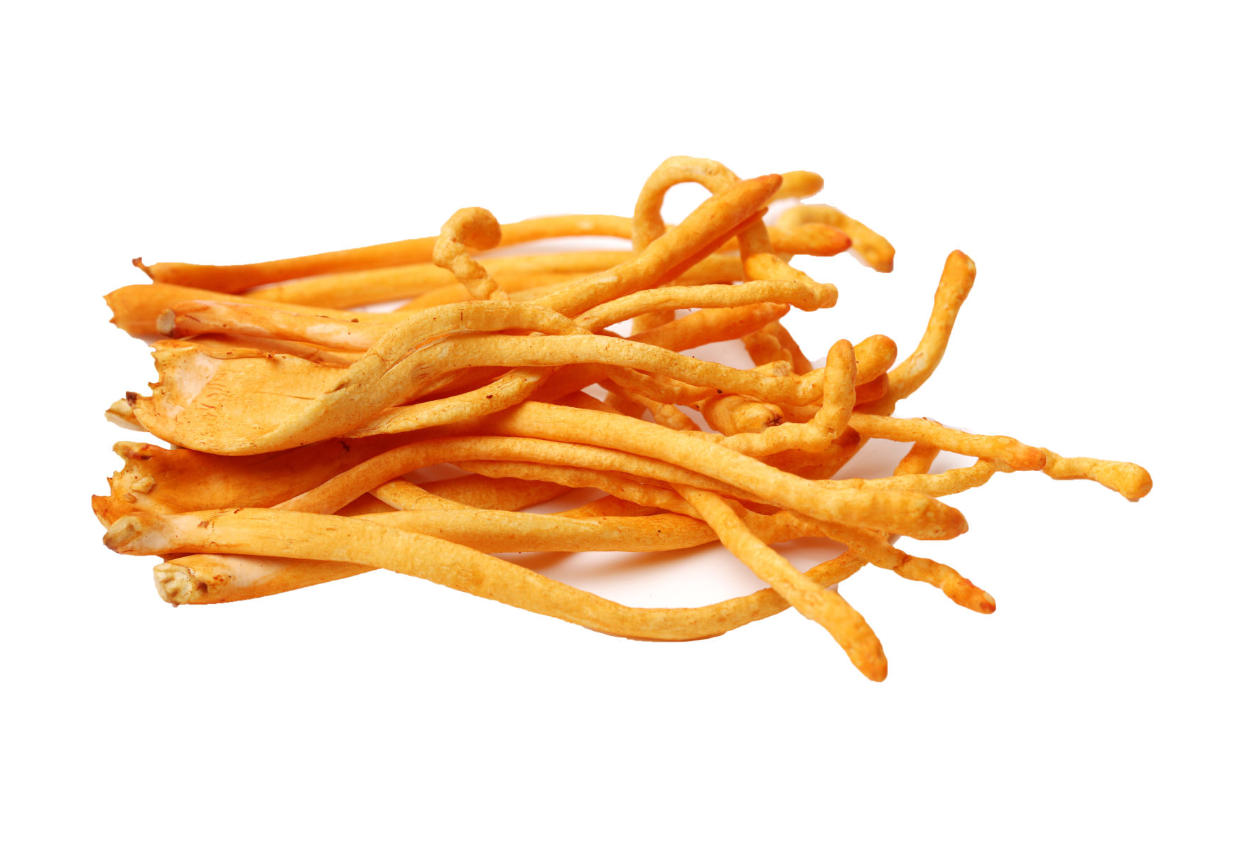 Cordyceps